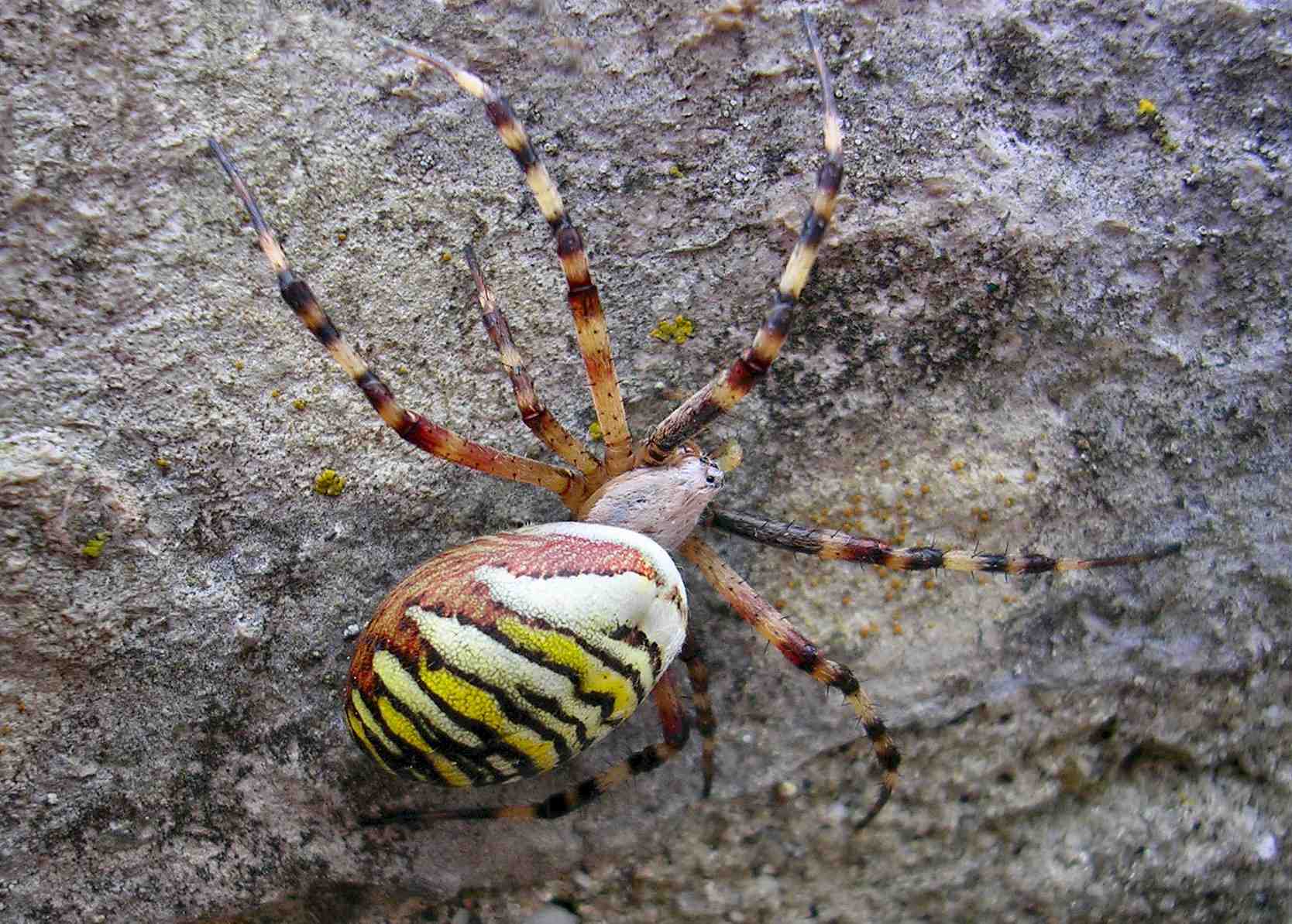 Argiope bruennichi